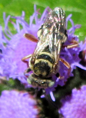 Epeolus minimus
