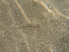 Pomatoschistus marmoratus