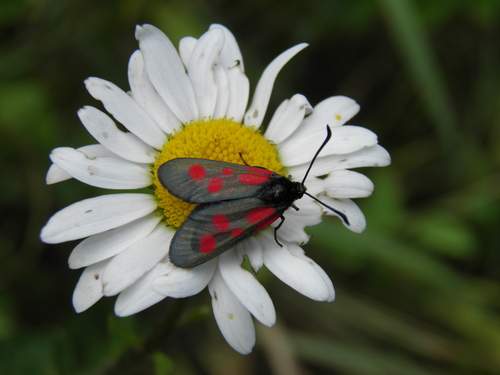 Paprastasis marguolis nuotrauka