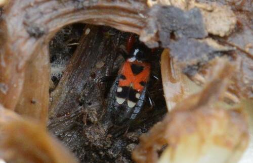Prostemma bicolor