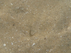 Pomatoschistus marmoratus