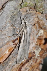 Lithophane leautieri