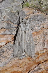 Lithophane leautieri