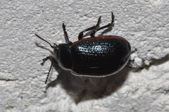 Chrysolina marginata