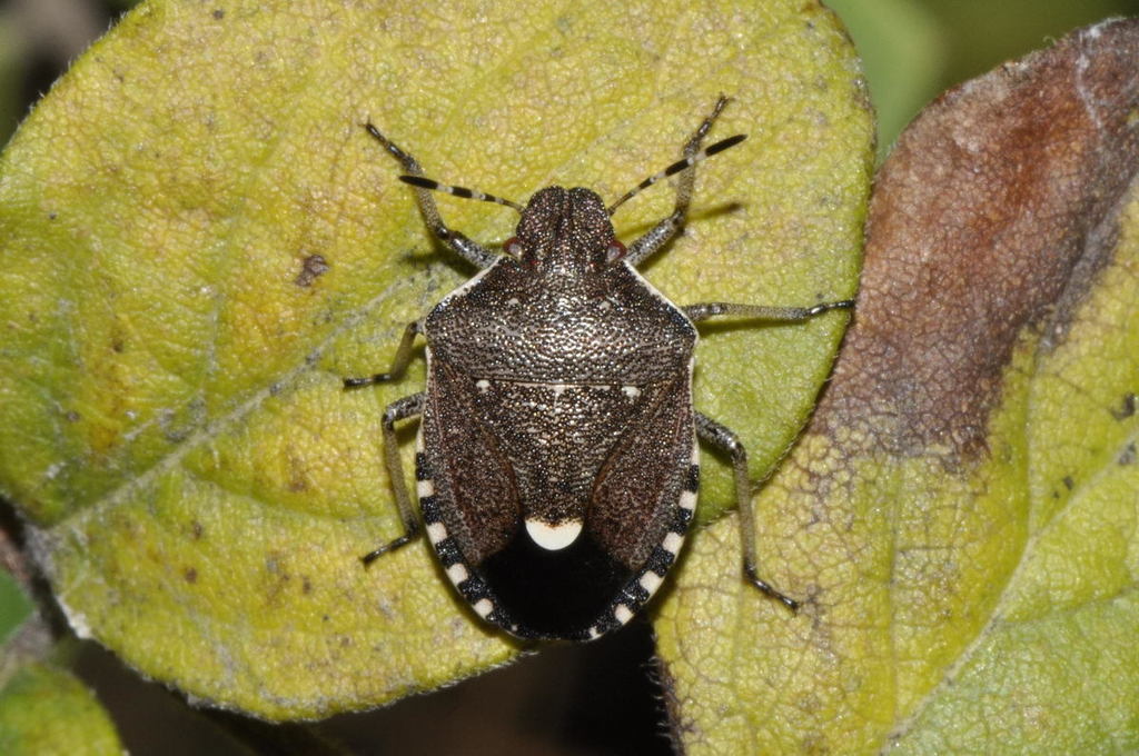 Holcostethus sphacelatus (Hétéroptères Pentatomoidea de France ...