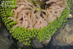 Anthopleura fuscoviridis