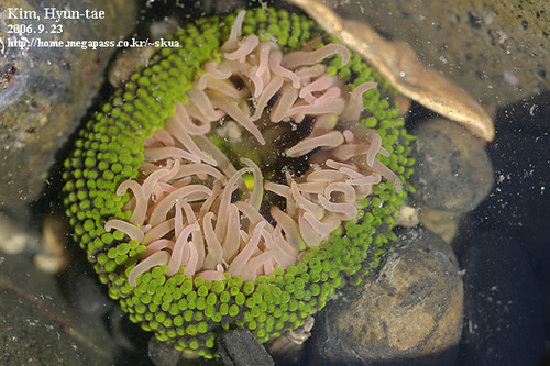 Anthopleura fuscoviridis