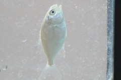 Trachinotus carolinus
