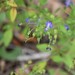 Trichostema floridanum - Photo (c) Tom Palmer, alguns direitos reservados (CC BY-NC), uploaded by Tom Palmer