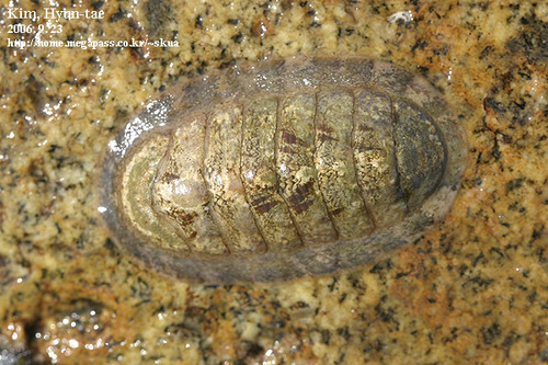 Ischnochiton hakodadensis