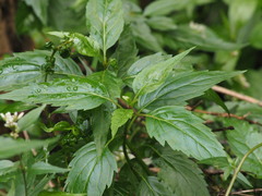 Eupatorium tashiroi
