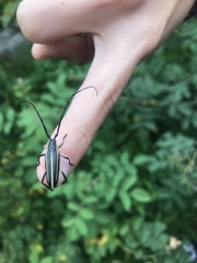 Sphaenothecus trilineatus