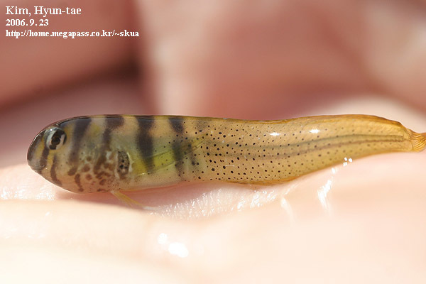 Elegant blenny (Omobranchus elegans) — Blenniidae