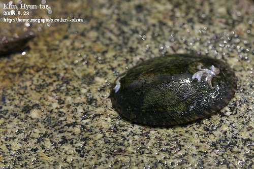 Nipponacmea schrenckii