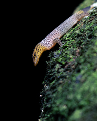 Sphaerodactylus homolepis image