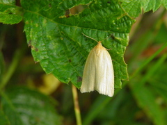 Zelotherses paleana