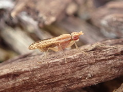Trypetoptera canadensis