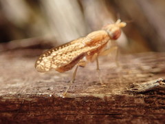 Trypetoptera canadensis