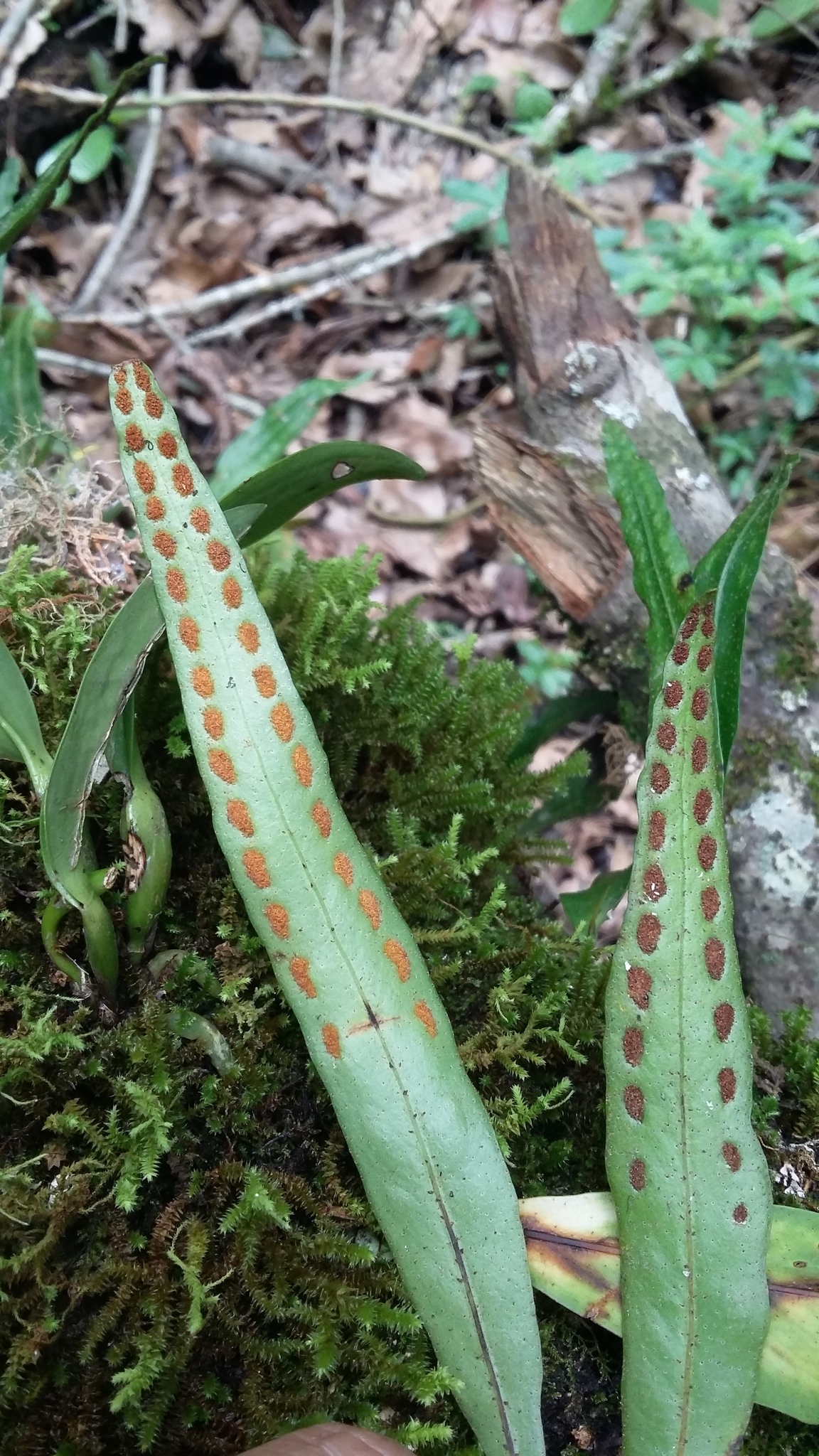 Pleopeltis astrolepis
