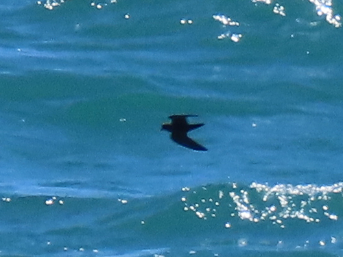 Least Storm Petrel (Hydrobates microsoma), photo 9