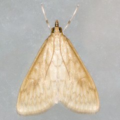 Ostrinia obumbratalis