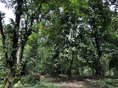Warszewiczia coccinea