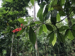 Warszewiczia coccinea