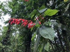 Warszewiczia coccinea