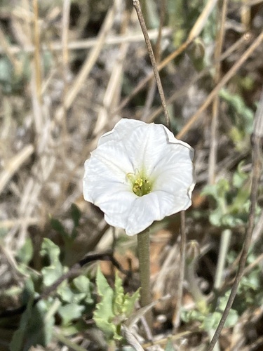 Angel's trumpets (Acleisanthes longiflora)