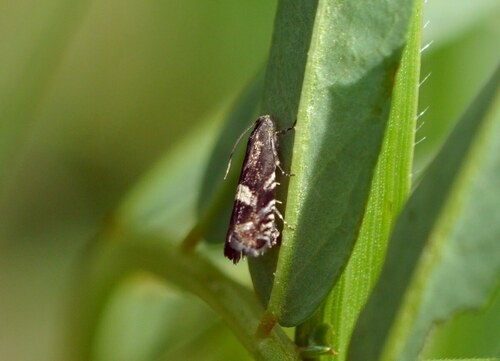 Grapholita coronillana