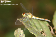 Sympetrum parvulum