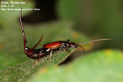Timomenus komarowi