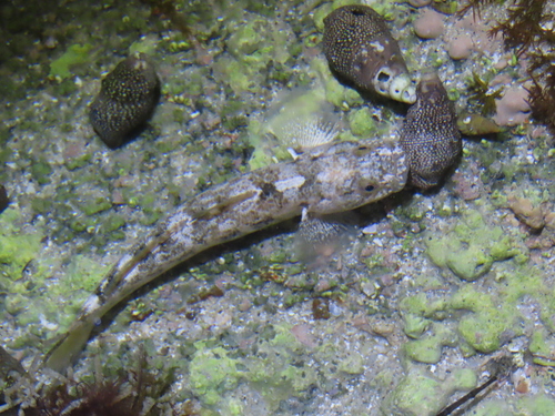 Shortjaw mudsucker (Gillichthys seta) — Gobiidae — 2