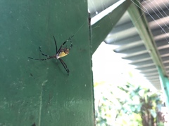 Argiope submaronica
