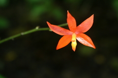 Prosthechea vitellina