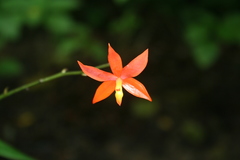 Prosthechea vitellina