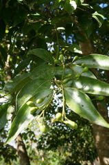 Cinnamomum insularimontanum