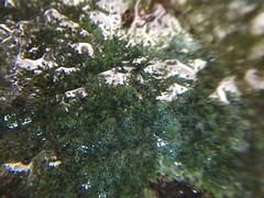Verrucaria praetermissa
