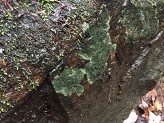 Verrucaria praetermissa