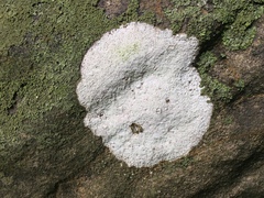 Phlyctis petraea