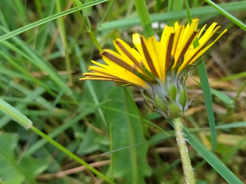Nordstedt's Dandelion (Taraxacum nordstedtii)