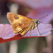 Pyrrhocalles jamaicensis - Photo (c) colleencraig, algunos derechos reservados (CC BY-NC), subido por colleencraig