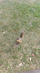 Sciurus niger