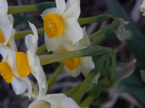 Narcissus tazetta subsp. tazetta image