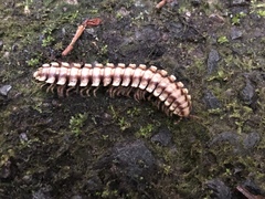 Nyssodesmus python