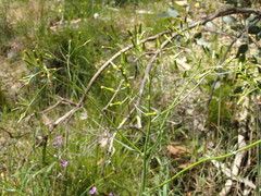 Senecio phelleus