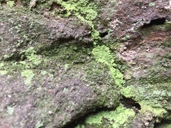 Botryolepraria lesdainii