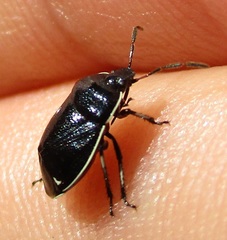 Sehirus cinctus albonotatus