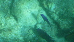 Stegastes rectifraenum