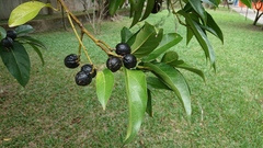 Cryptocarya elliptifolia